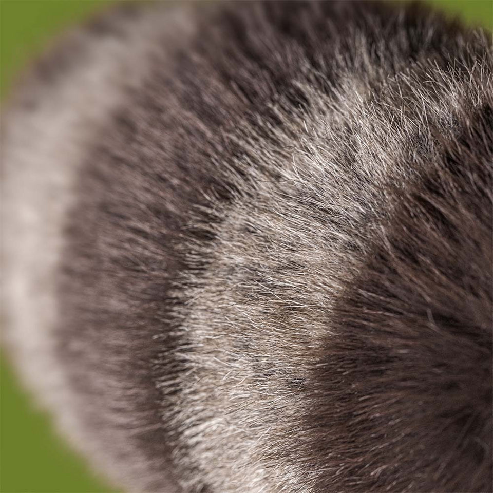 Jellycat Trixiwoo Raccoon | 小浣熊 24cm